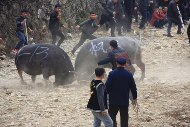 Combat de taureau à Zhouxi, Guizhou
