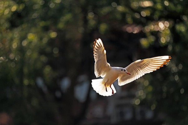 Mouette sur le lac Dianchi